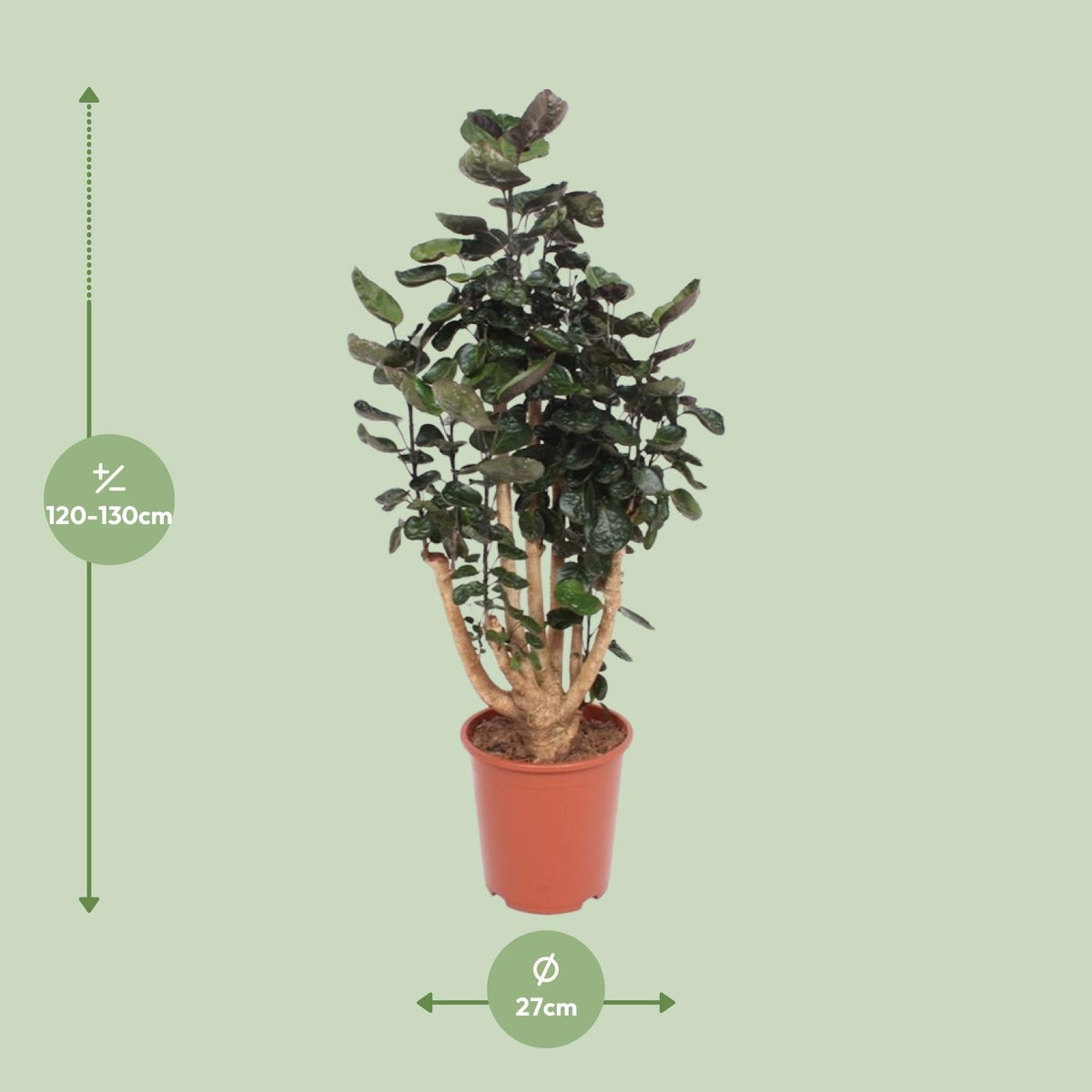 Polyscias Fabian – Aralienbaum - 45 - 130 cm - Green Guardia - Ihr Experte für Schädlinge und Pflanzen