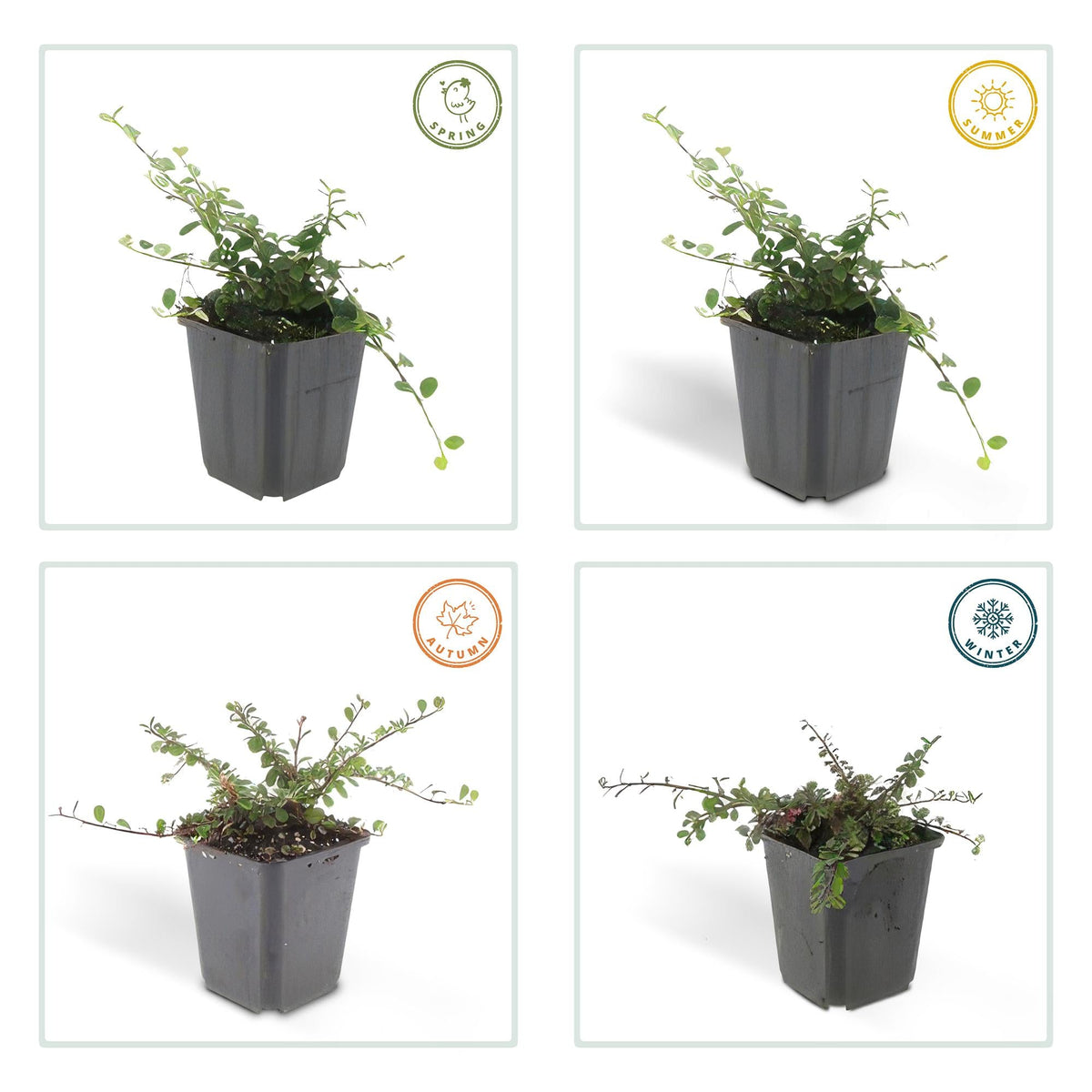 ‘Queen of Carpets’ Cotoneaster – flach wachsender Bodendecker, 9 cm Topf, 10–25 cm - Green Guardia - Ihr Experte für Schädlinge und Pflanzen