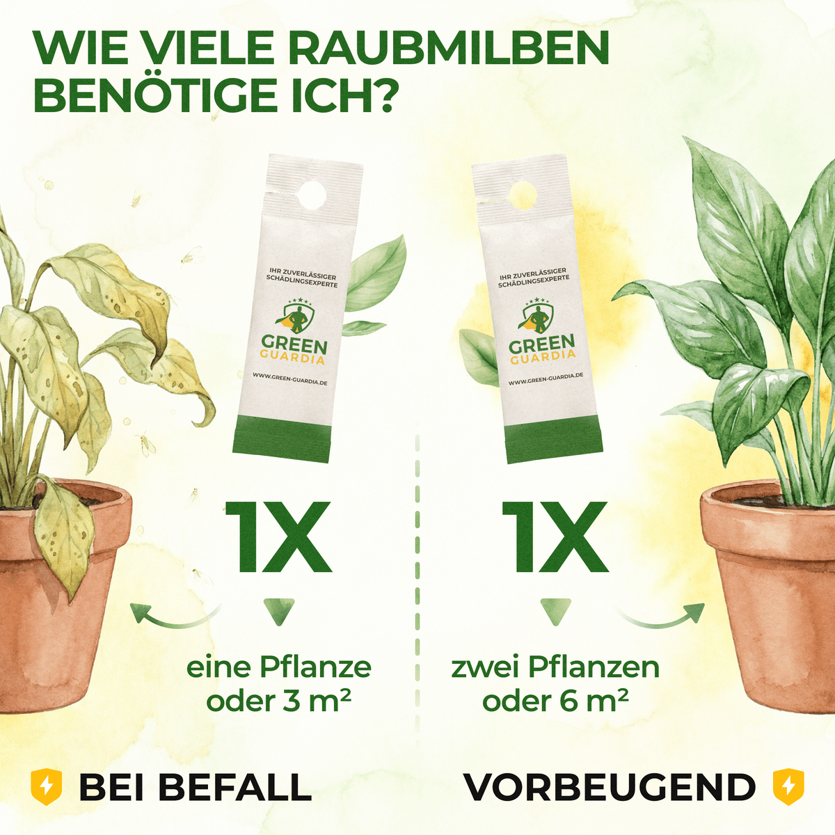 Raubmilben gegen Thripse - Green Guardia - Ihr Experte für Schädlinge und Pflanzen