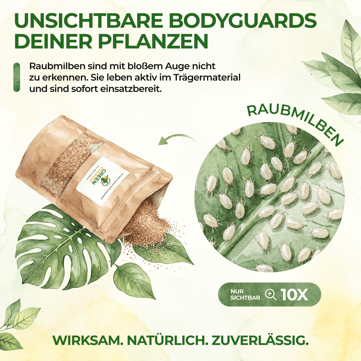 Raubmilben gegen Thripse - Green Guardia - Ihr Experte für Schädlinge und Pflanzen