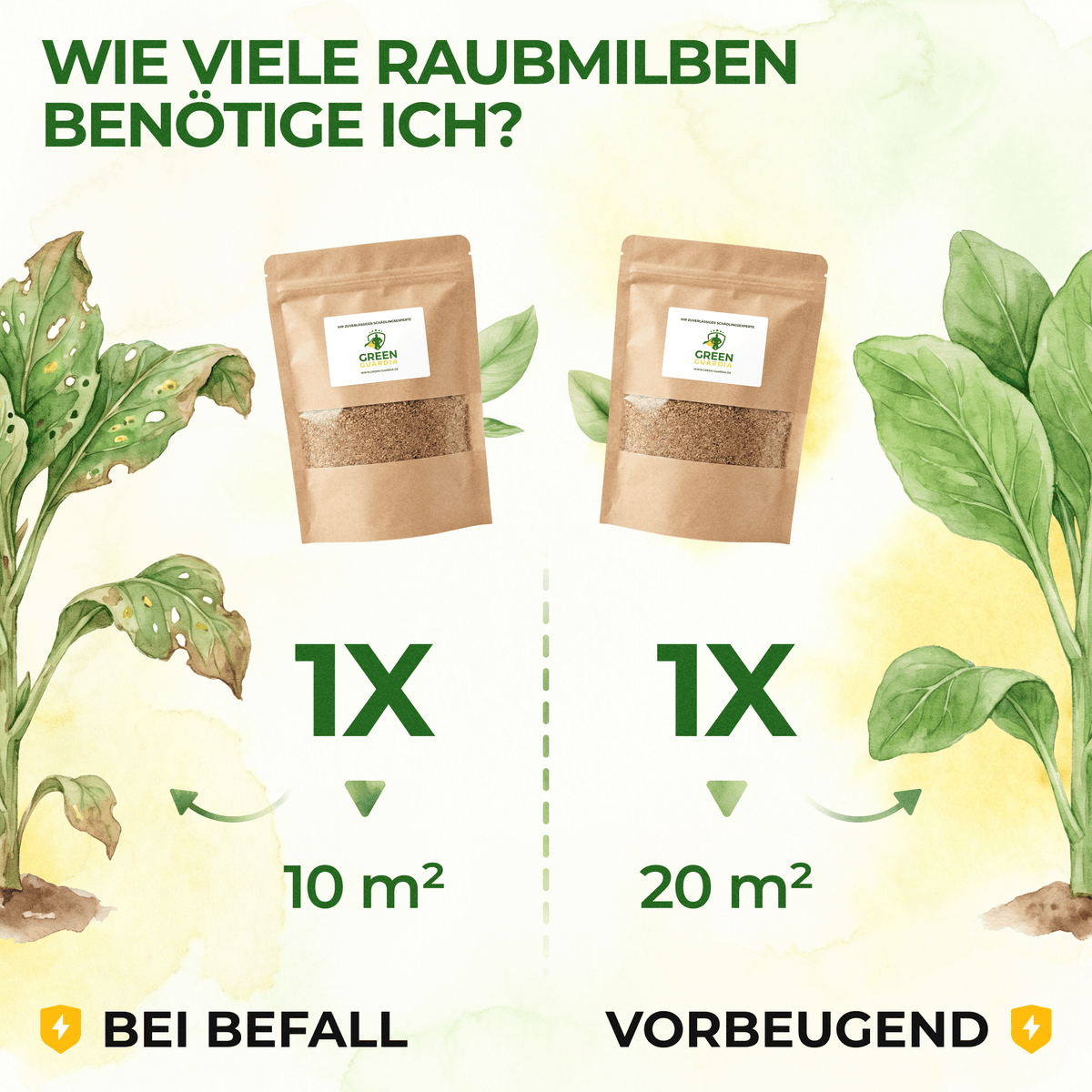 Raubmilben gegen Thripse - Green Guardia - Ihr Experte für Schädlinge und Pflanzen