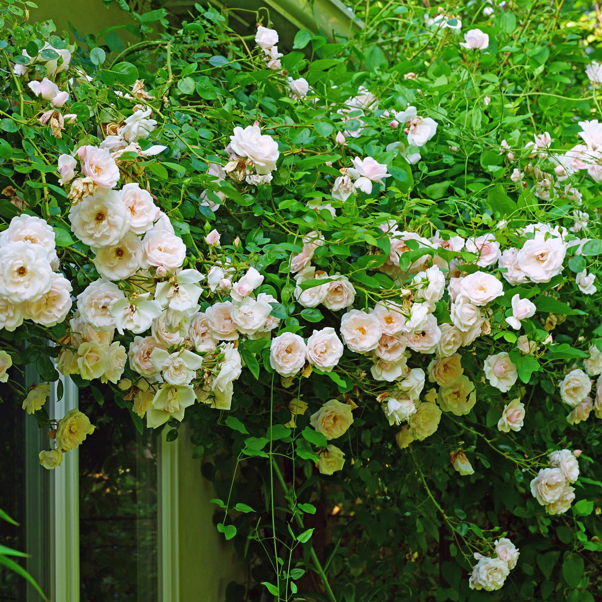 Rosa ‘New Dawn’ – Kletterrose mit hellrosa Blüten, 2 Pflanzen im 11 cm Topf, 40 cm Höhe - Green Guardia - Ihr Experte für Schädlinge und Pflanzen