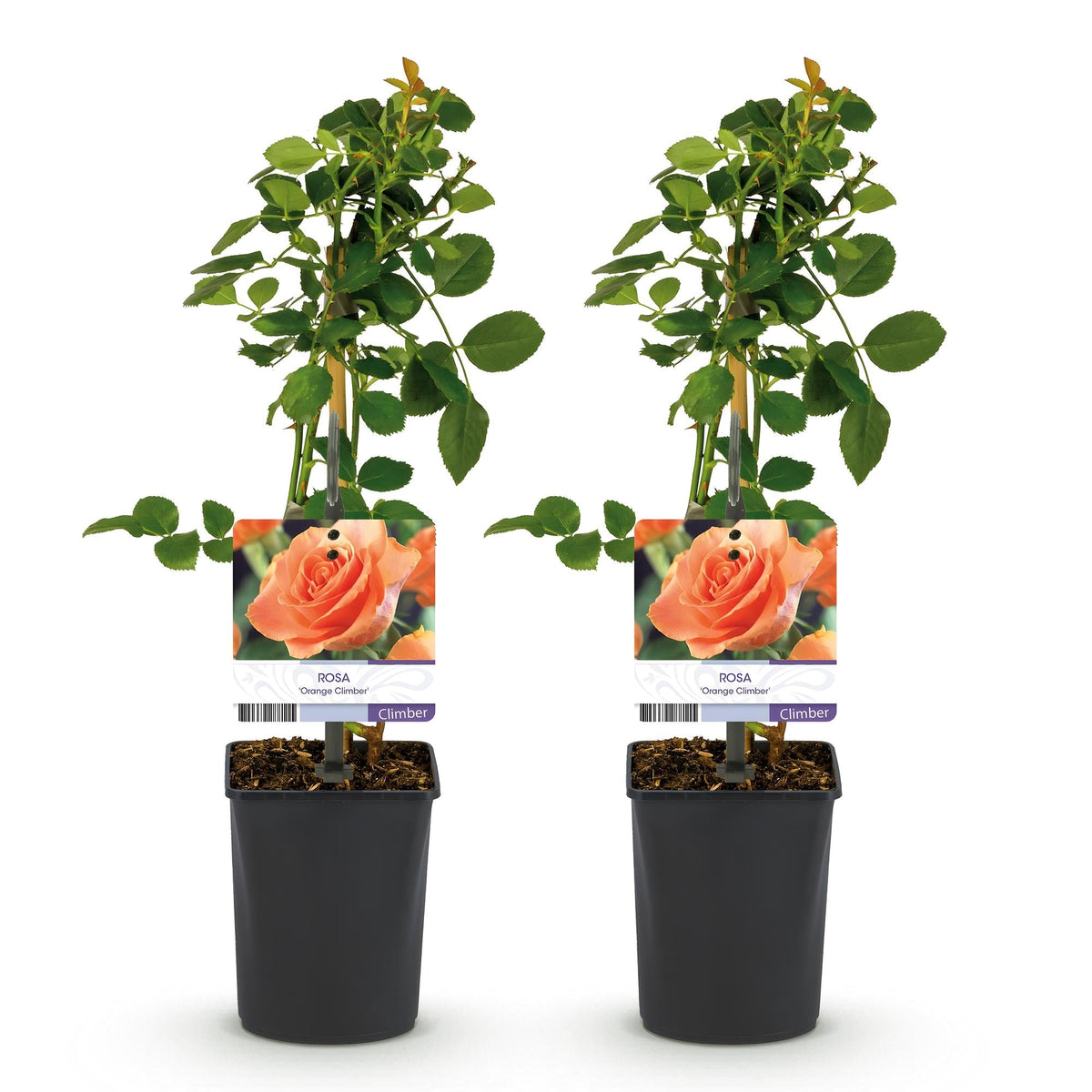 Rosa ‘Orange Climber’ – Kletterrose mit orangefarbenen Blüten, 2 Pflanzen, 40 cm Höhe - Green Guardia - Ihr Experte für Schädlinge und Pflanzen
