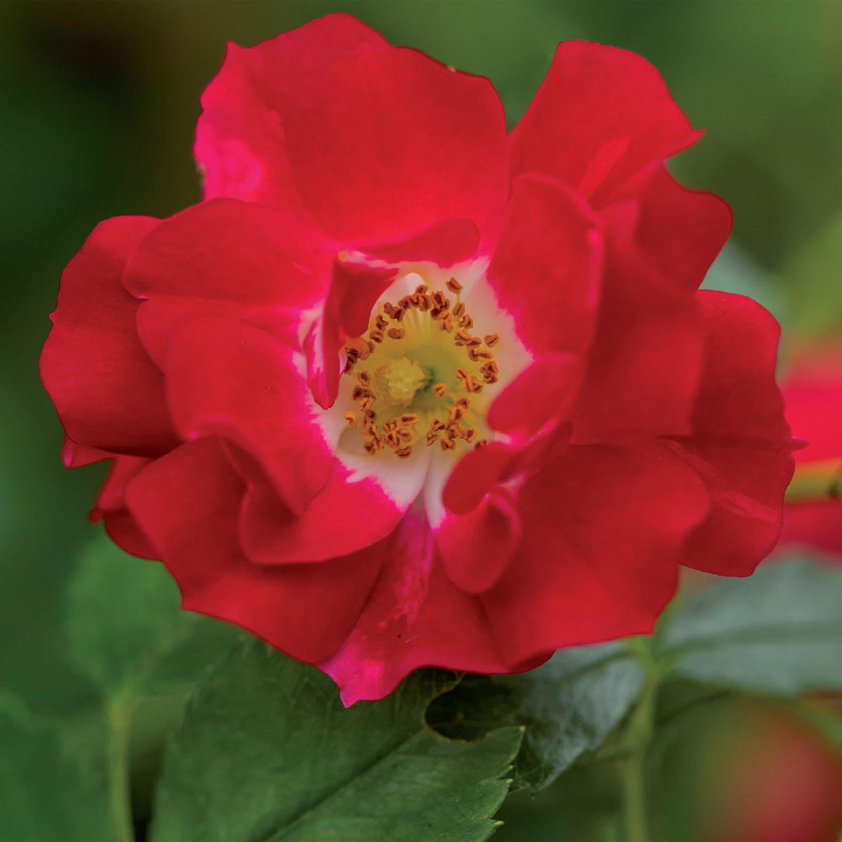 Rosa ‘Red Queen’ – pflegeleichte Kletterrose mit roten Blüten, 2 Pflanzen, 11 cm Topf, 40 cm Höhe - Green Guardia - Ihr Experte für Schädlinge und Pflanzen