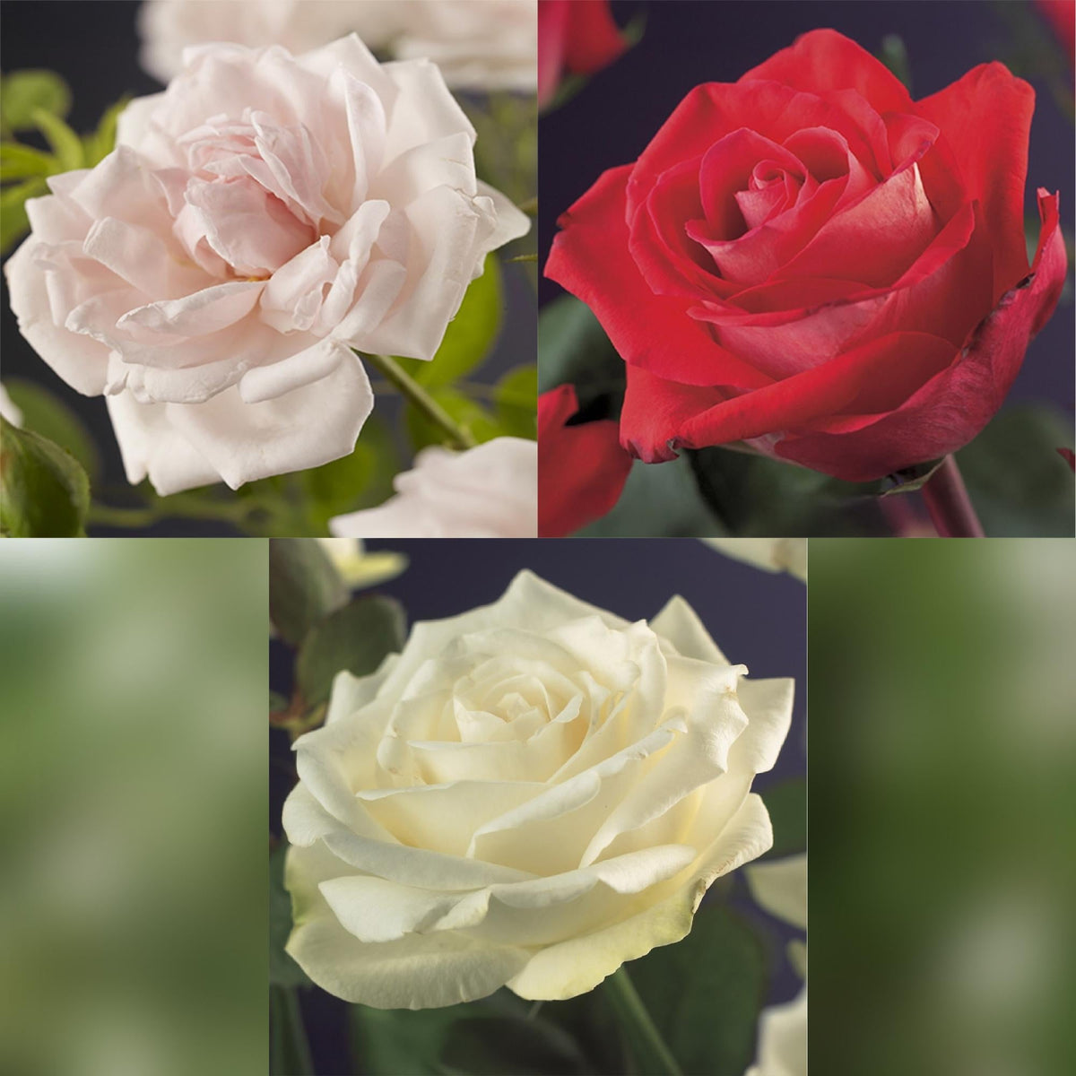 ‘Rosa Tricolour’ Kletterrose – mehrfarbig blühend, pflegeleicht, 3 Pflanzen im 11 cm Topf, 40 cm Höhe - Green Guardia - Ihr Experte für Schädlinge und Pflanzen