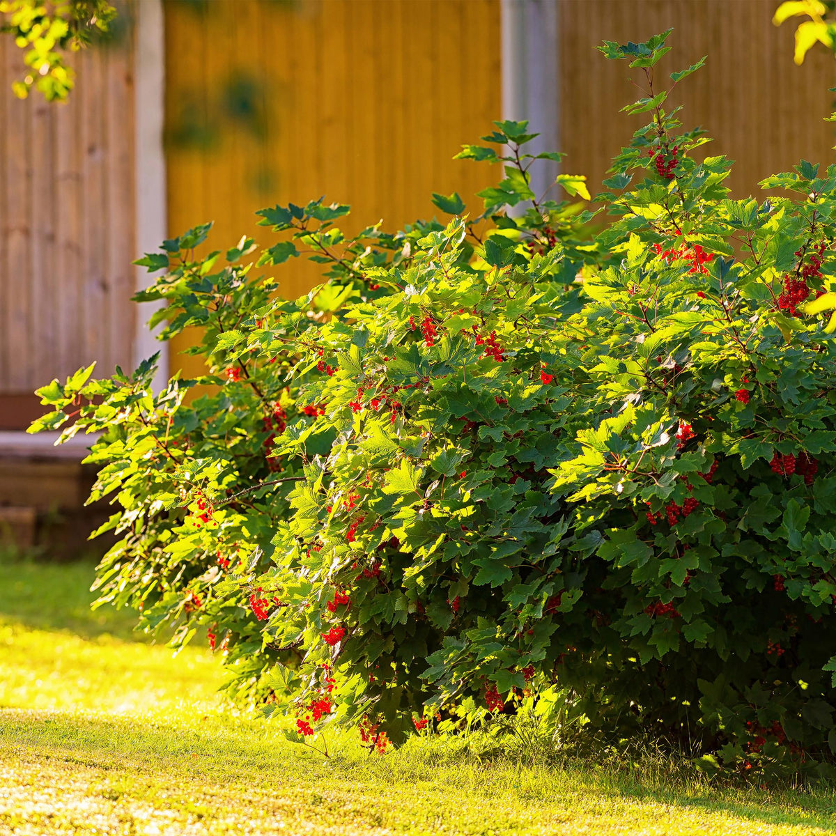 Rote Johannisbeere (Ribes rubrum) – 2 Pflanzen, ca. 40 cm, Topf Ø 11 cm - Green Guardia - Ihr Experte für Schädlinge und Pflanzen