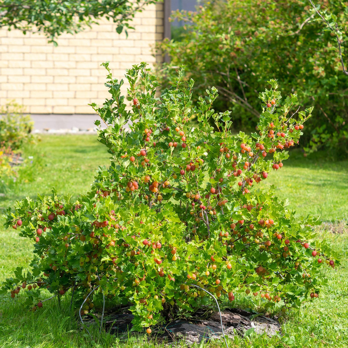 Rote Stachelbeere „Hinnomäki Röd“ – 2 Pflanzen im 11 cm Topf (ca. 40 cm) - Green Guardia - Ihr Experte für Schädlinge und Pflanzen