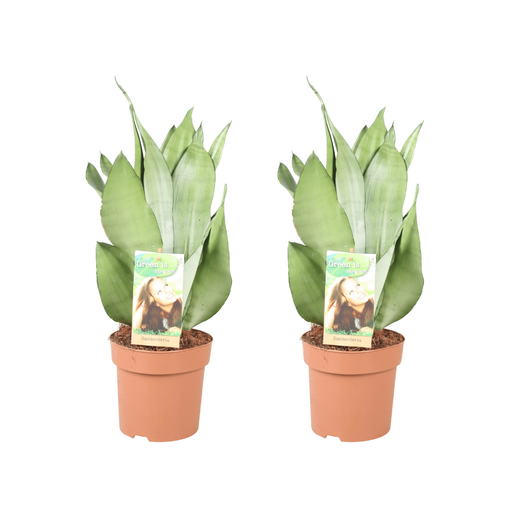 Sansevieria ‘Moonshine’ – Bogenhanf – 2 Pflanzen – 14 cm Topf, 40 cm hoch - Green Guardia - Ihr Experte für Schädlinge und Pflanzen