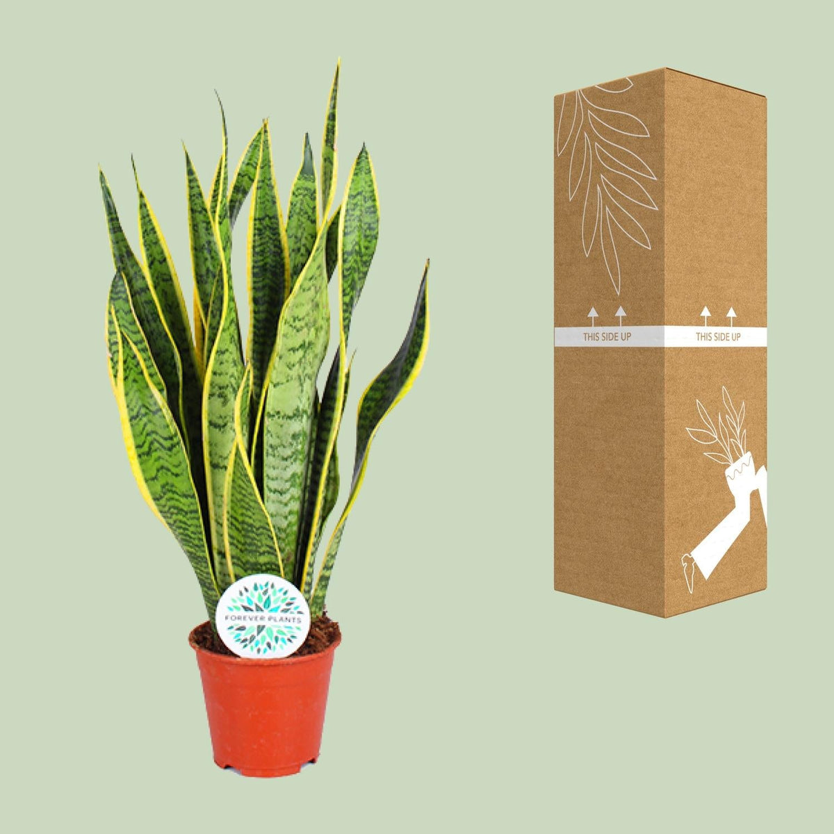 Sansevieria Trifasciata Laurentii – Bogenhanf - 40 - 84 cm - Green Guardia - Ihr Experte für Schädlinge und Pflanzen