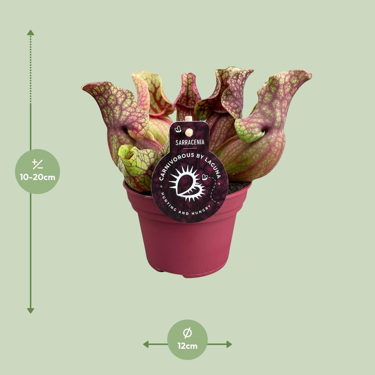 Sarracenia – Schlauchpflanze – verschiedene Sorten – 12 cm Topf - Green Guardia - Ihr Experte für Schädlinge und Pflanzen