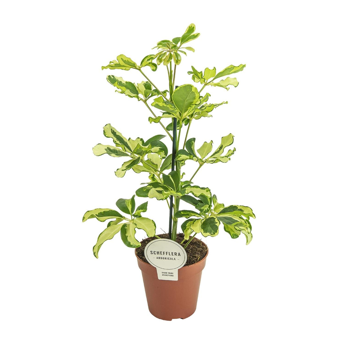 Schefflera ‘Charlotte’ – Strahlenaralie – 13 cm Topf, 45 cm hoch - Green Guardia - Ihr Experte für Schädlinge und Pflanzen