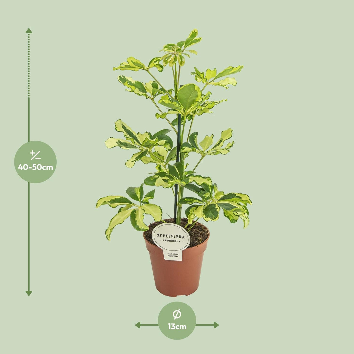 Schefflera ‘Charlotte’ – Strahlenaralie – 13 cm Topf, 45 cm hoch - Green Guardia - Ihr Experte für Schädlinge und Pflanzen
