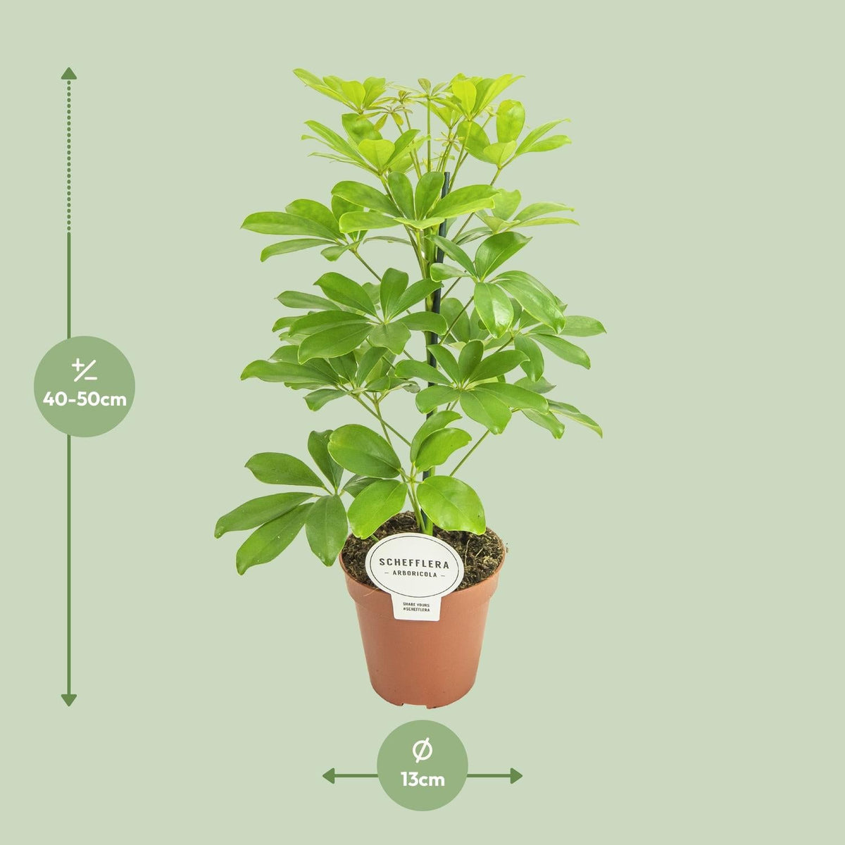 Schefflera Nora – Schirmbaum - 35 - 45 cm - Green Guardia - Ihr Experte für Schädlinge und Pflanzen