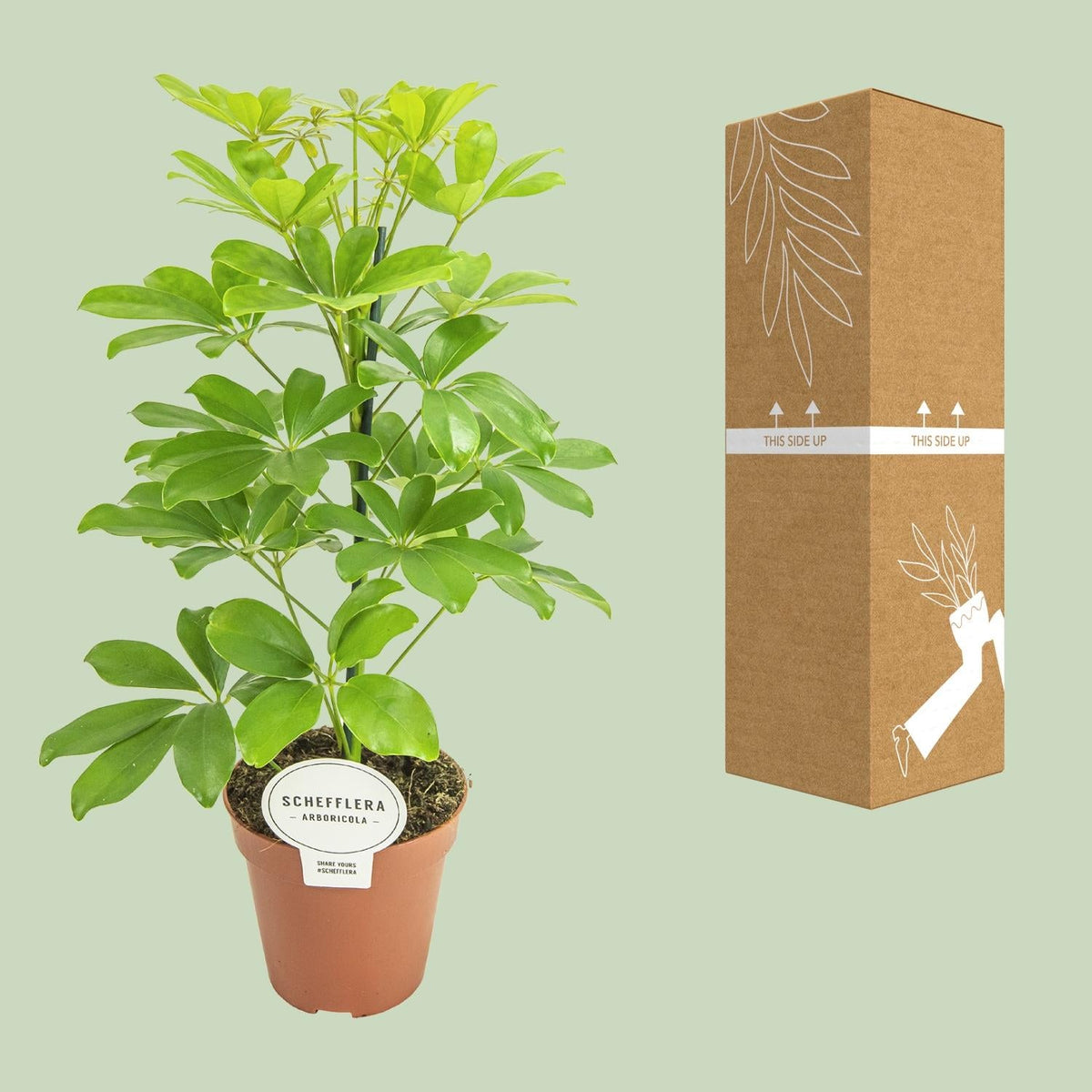 Schefflera Nora – Schirmbaum - 35 - 45 cm - Green Guardia - Ihr Experte für Schädlinge und Pflanzen