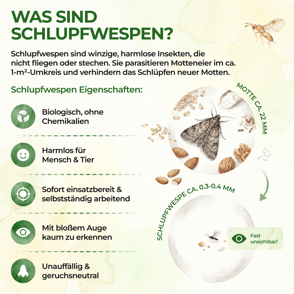 Schlupfwespen gegen Kleidermotten - Green Guardia - Ihr Experte für Schädlinge und Pflanzen
