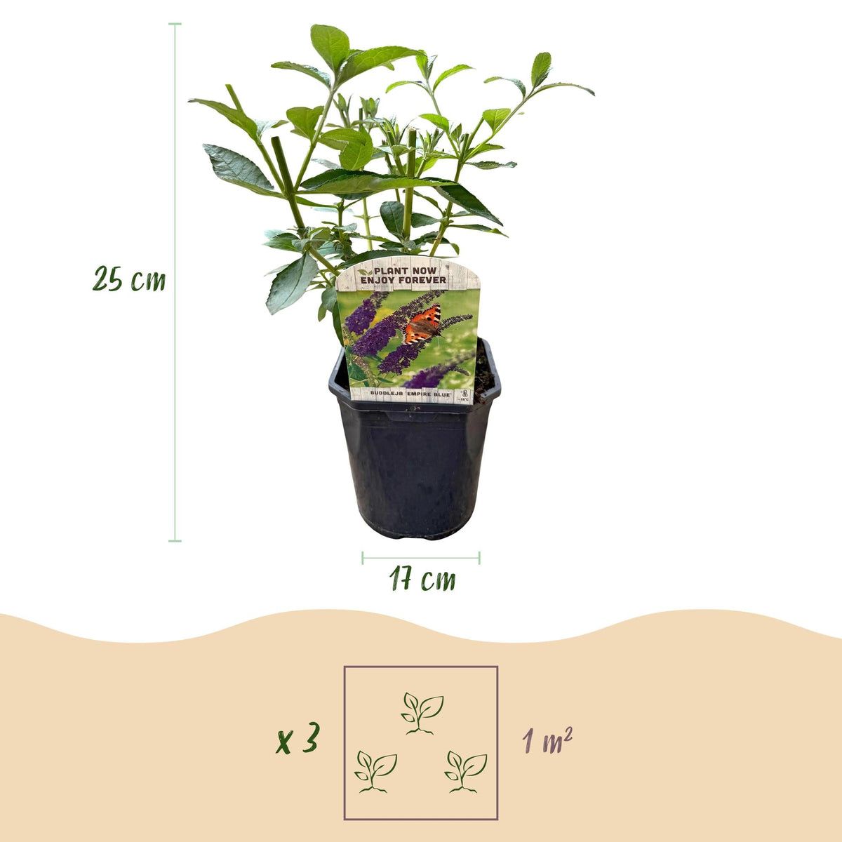 Schmetterlingsstrauch ‘Empire Blue’ – Blüte blau, 1 Pflanze, 17 cm Topf, 25 cm hoch - Green Guardia - Ihr Experte für Schädlinge und Pflanzen