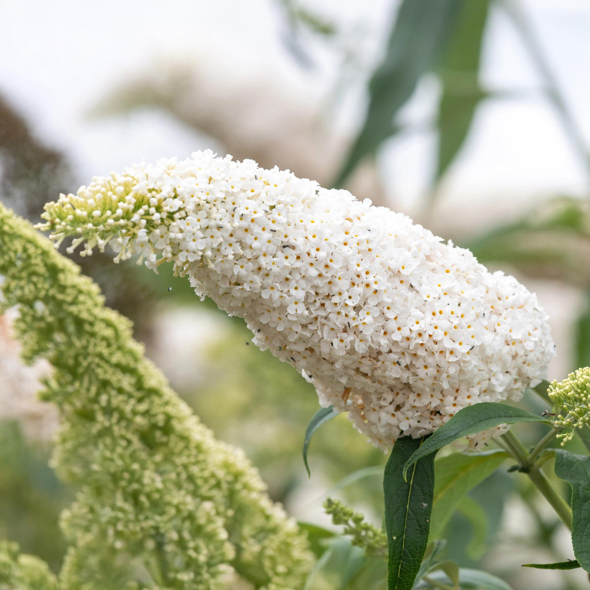 Schmetterlingsstrauch ‘White Profusion’ – 1 Pflanze, weiß blühend, 17 cm Topf, 25 cm hoch - Green Guardia - Ihr Experte für Schädlinge und Pflanzen
