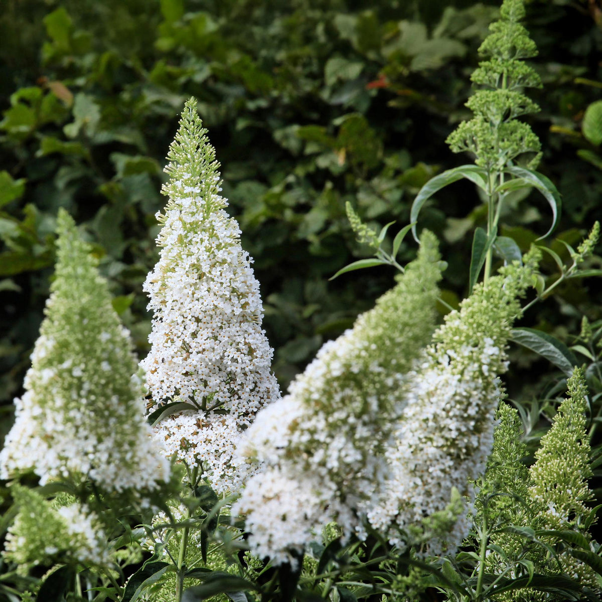 Schmetterlingsstrauch ‘White Profusion’ – 1 Pflanze, weiß blühend, 17 cm Topf, 25 cm hoch - Green Guardia - Ihr Experte für Schädlinge und Pflanzen
