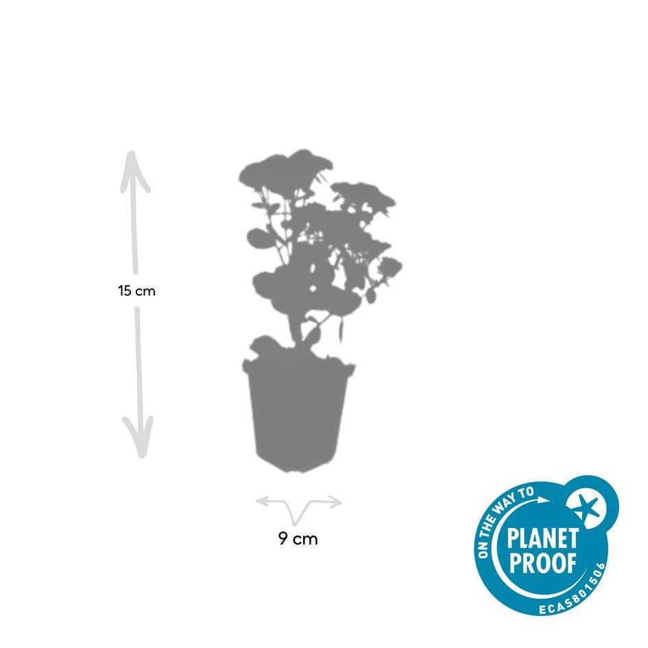 Sedum ‘Herbstfreude’ – kompakte Fetthenne, 10–25 cm hoch - Green Guardia - Ihr Experte für Schädlinge und Pflanzen