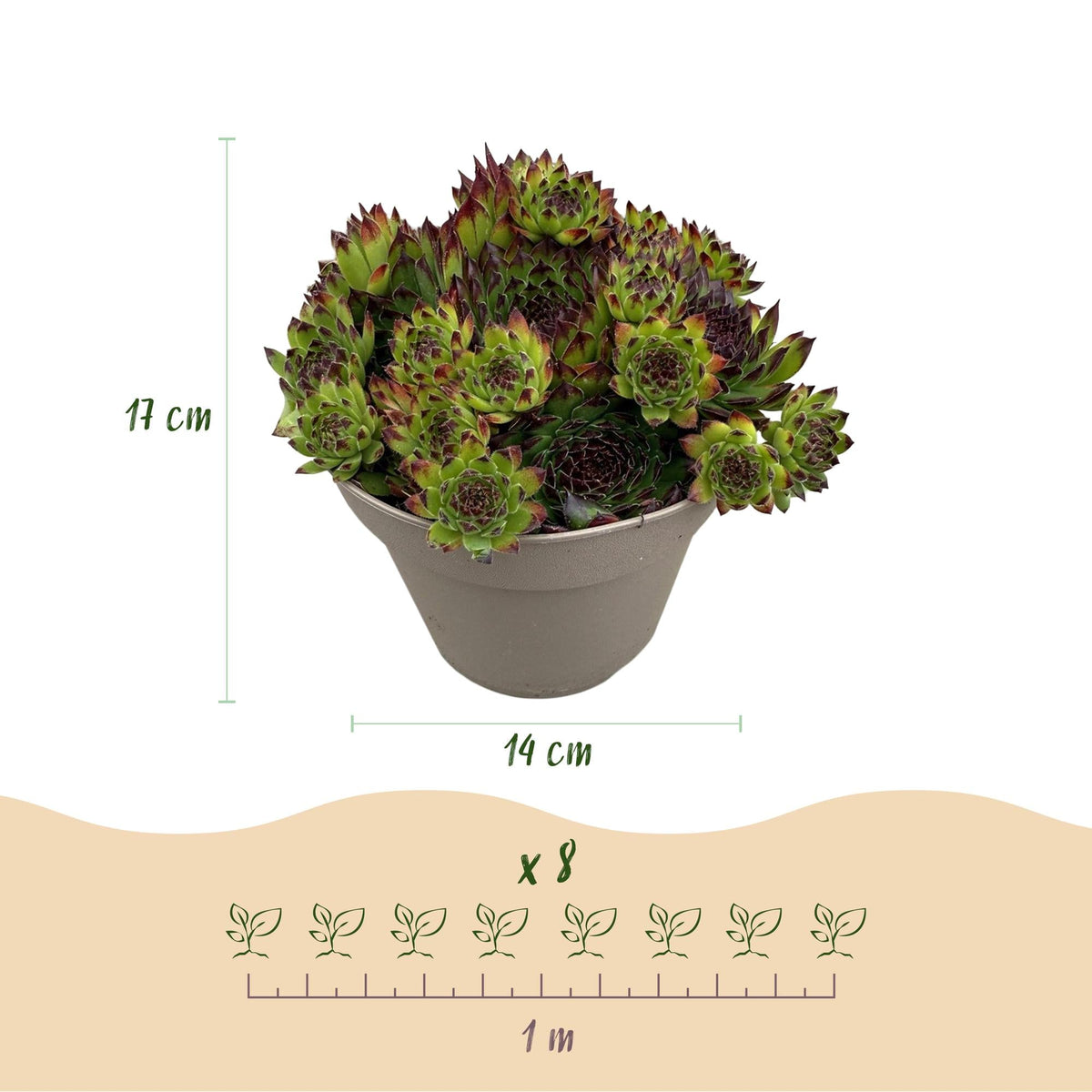 Sempervivum ‘Big Sam’ – Bodendecker – winterhart & pflegeleicht – verschiedene Farben – 4 Pflanzen – 14 cm Topf, ca. 17 cm hoch - Green Guardia - Ihr Experte für Schädlinge und Pflanzen