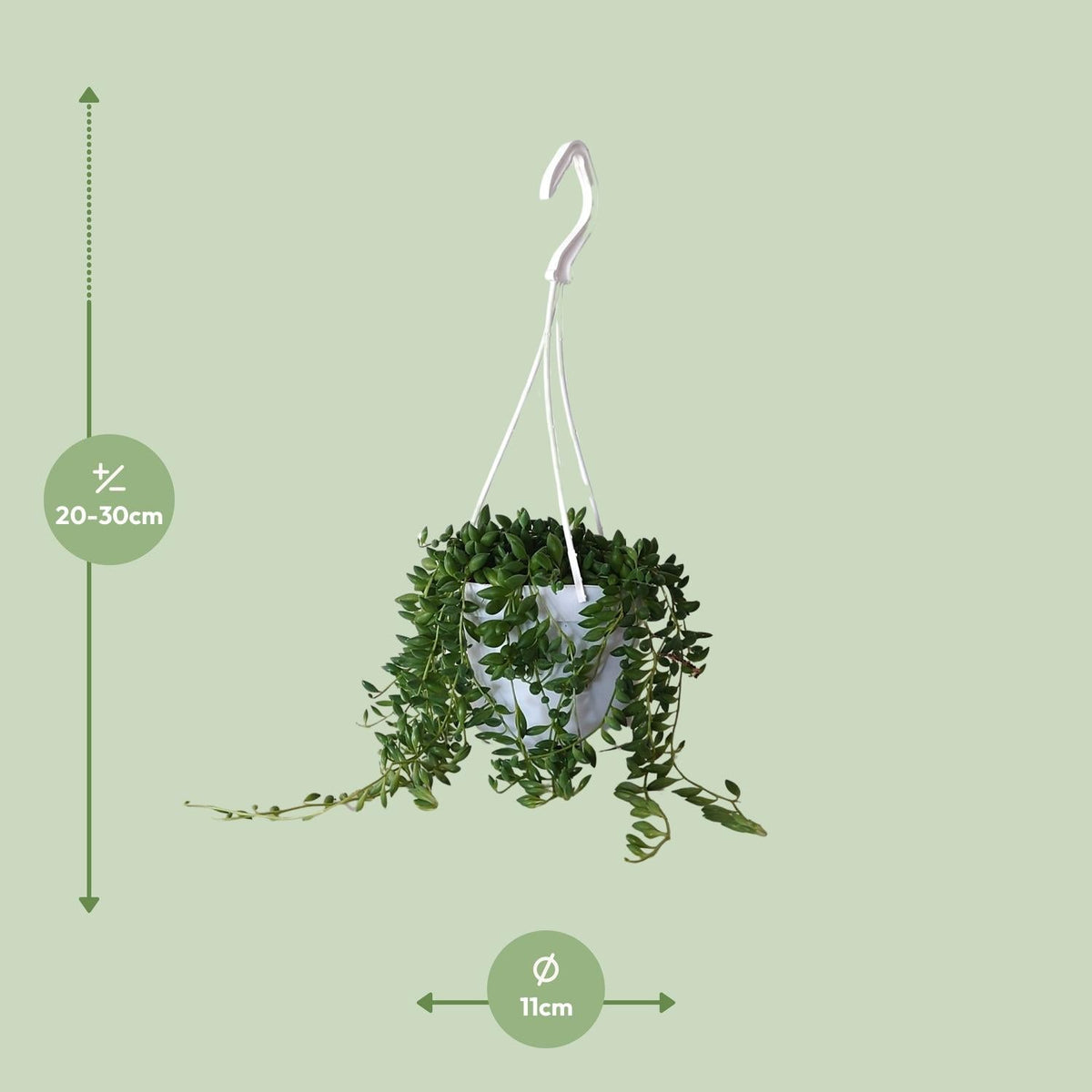 Senecio Herreianus – Erbsenpflanze - 20 - 25 cm - Green Guardia - Ihr Experte für Schädlinge und Pflanzen