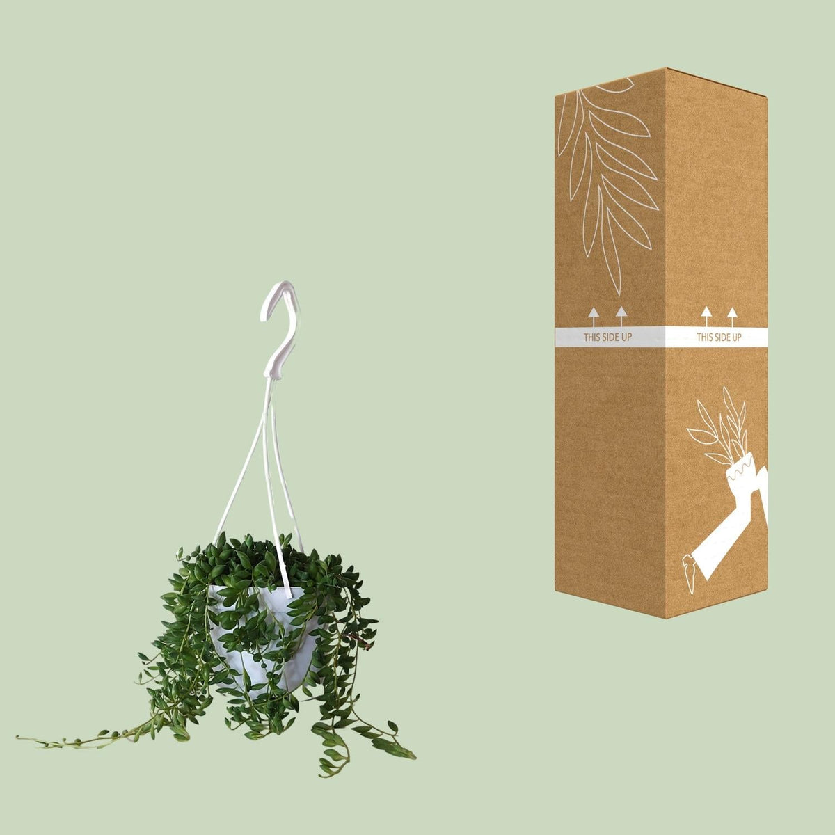 Senecio Herreianus – Erbsenpflanze - 20 - 25 cm - Green Guardia - Ihr Experte für Schädlinge und Pflanzen