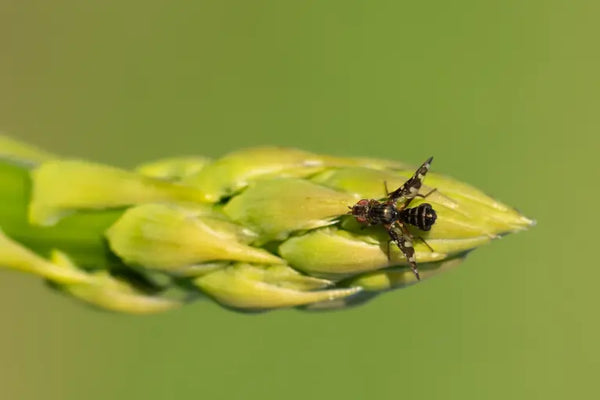 Spargelfliege 