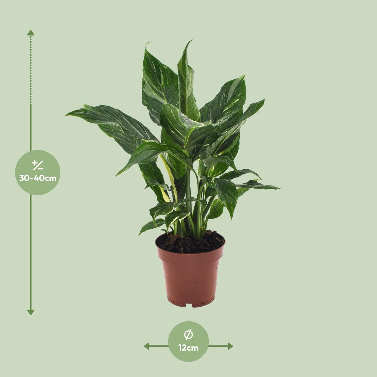 Spathiphyllum ‘Diamond’ – Einblatt – 12 cm Topf, 40 cm hoch - Green Guardia - Ihr Experte für Schädlinge und Pflanzen