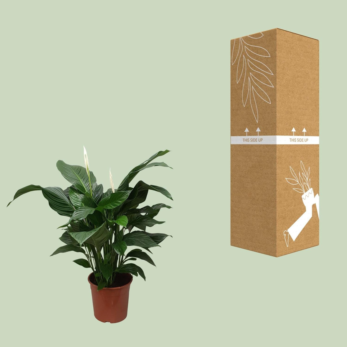 Spathiphyllum – Friedenslilie - verschiedene Farben & Größen - Green Guardia - Ihr Experte für Schädlinge und Pflanzen