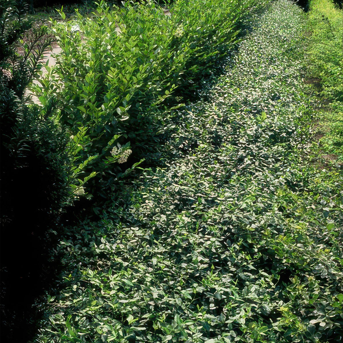 Spindelstrauch ‘Radicans’ – kompakte, immergrüne Sorte, 9 cm Topf, 10–25 cm Höhe - Green Guardia - Ihr Experte für Schädlinge und Pflanzen