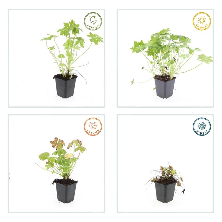 Storchschnabel (Geranium macrorrhizum) – 9 cm Topf, 10–25 cm Höhe - Green Guardia - Ihr Experte für Schädlinge und Pflanzen