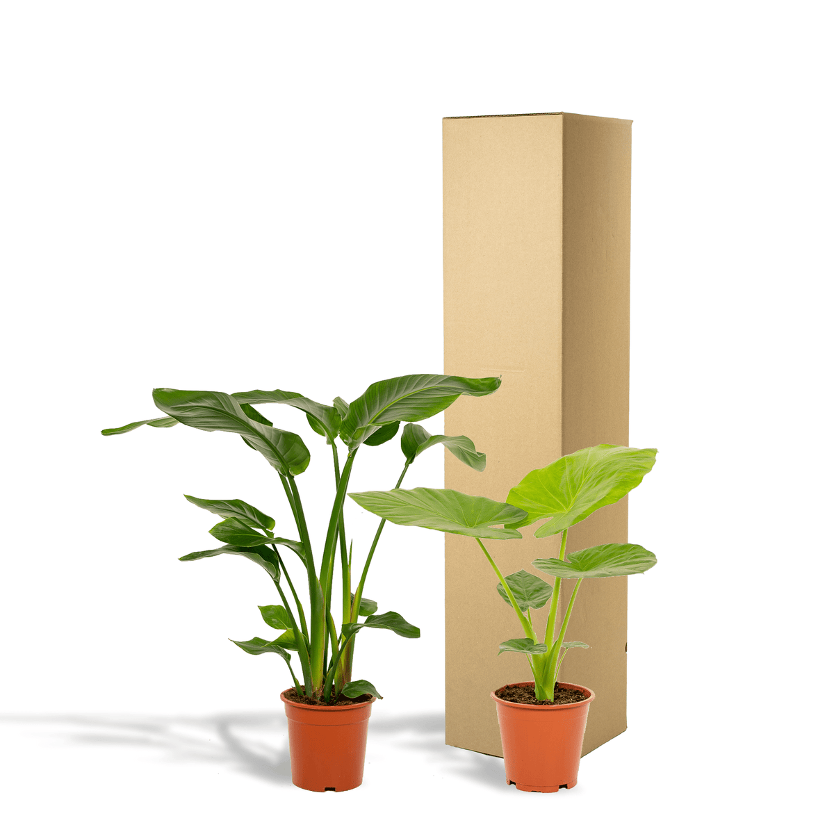 Strelitzia nicolai & Alocasia macrorrhiza – Paradiesvogelblume & Elefantenohr – 2 Pflanzen – 19 cm Topf, ca. 70–85 cm hoch - Green Guardia - Ihr Experte für Schädlinge und Pflanzen