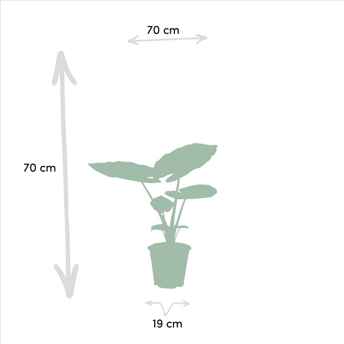 Strelitzia nicolai & Alocasia macrorrhiza – Paradiesvogelblume & Elefantenohr – 2 Pflanzen – 19 cm Topf, ca. 70–85 cm hoch - Green Guardia - Ihr Experte für Schädlinge und Pflanzen