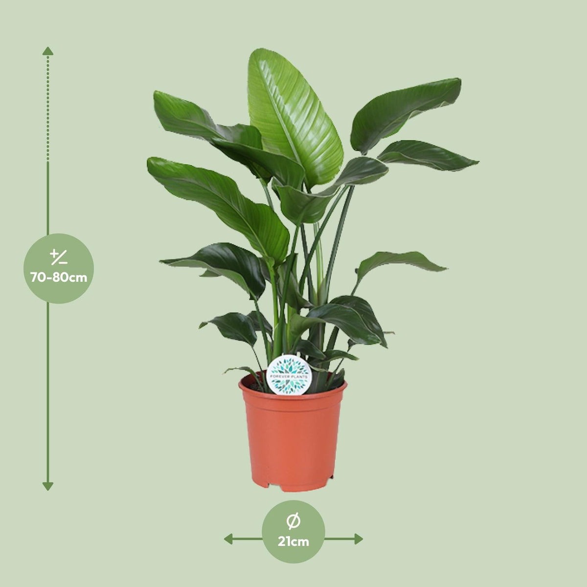 Strelitzia Nicolai – Weiße Paradiesvogelblume - 60 - 170 cm - Green Guardia - Ihr Experte für Schädlinge und Pflanzen