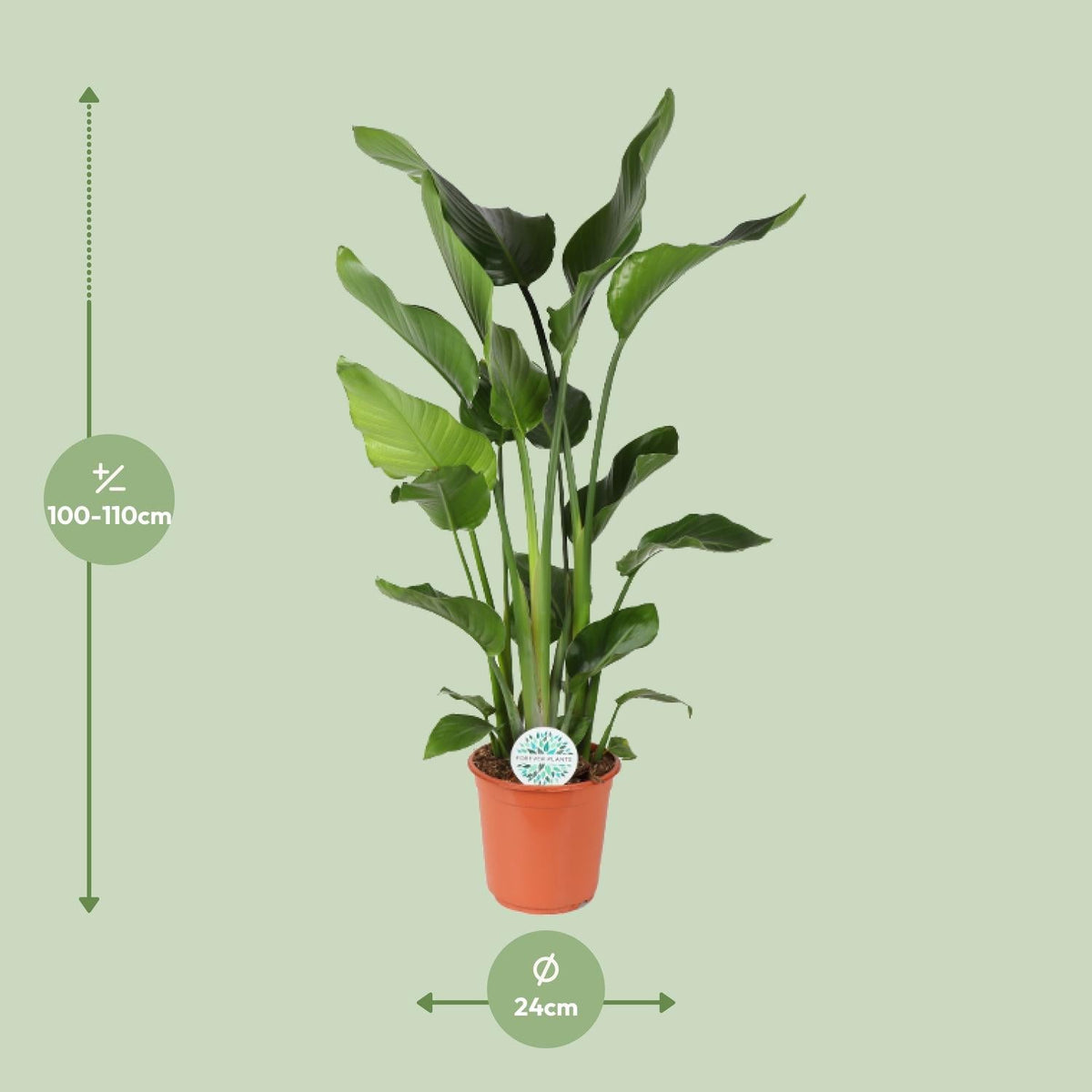 Strelitzia Nicolai – Weiße Paradiesvogelblume - 60 - 170 cm - Green Guardia - Ihr Experte für Schädlinge und Pflanzen