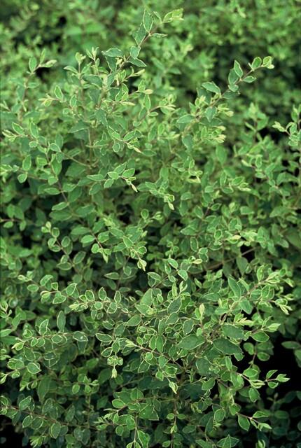 Symphoricarpos ‘Hancock’ – bodendeckender Zierstrauch, 9 cm Topf, 10–25 cm - Green Guardia - Ihr Experte für Schädlinge und Pflanzen