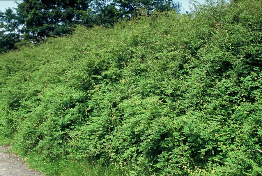 Symphoricarpos ‘Hancock’ – bodendeckender Zierstrauch, 9 cm Topf, 10–25 cm - Green Guardia - Ihr Experte für Schädlinge und Pflanzen