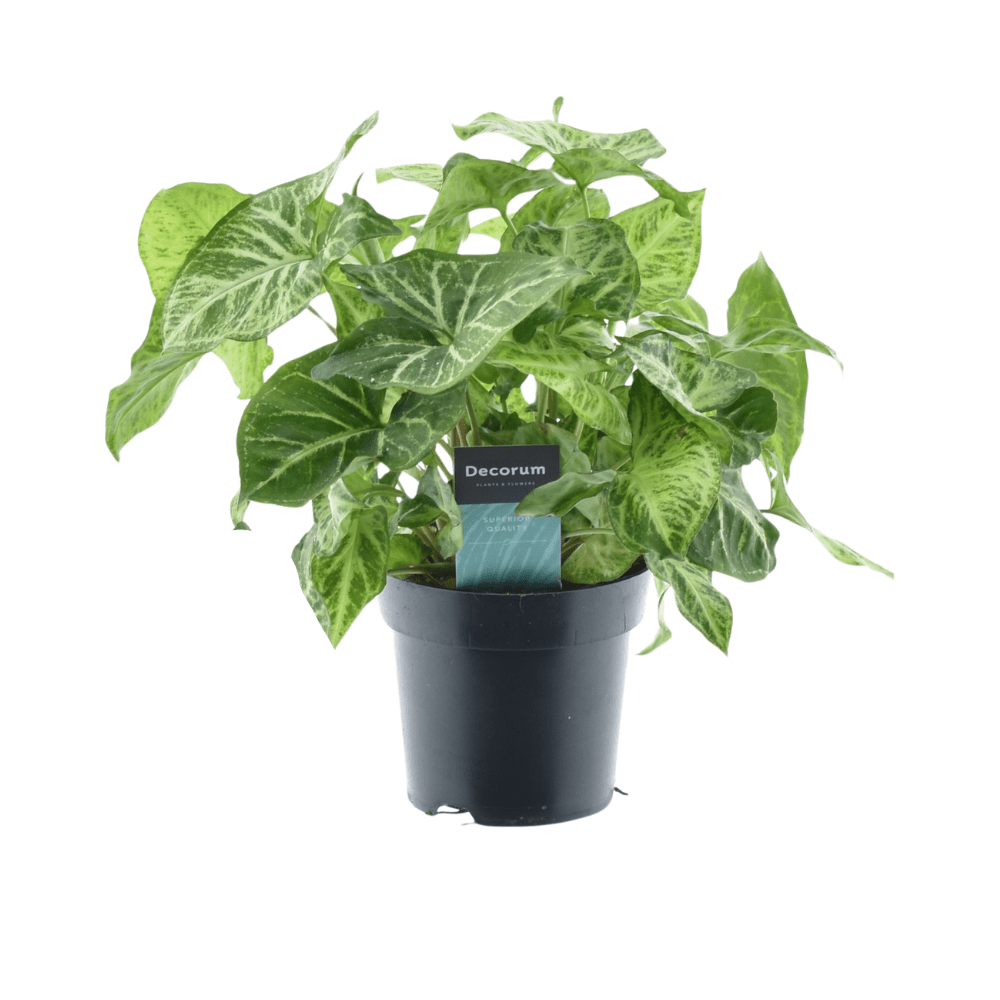 Syngonium Pflanzen – Pfeilblatt – verschiedene Arten - 15 - 30 cm hoch - Green Guardia - Ihr Experte für Schädlinge und Pflanzen