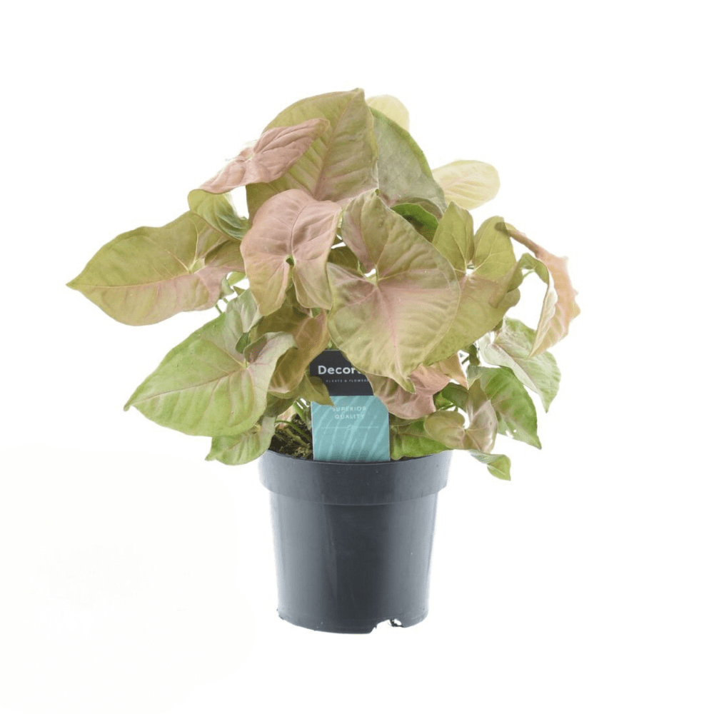 Syngonium Pflanzen – Pfeilblatt – verschiedene Arten - 15 - 30 cm hoch - Green Guardia - Ihr Experte für Schädlinge und Pflanzen