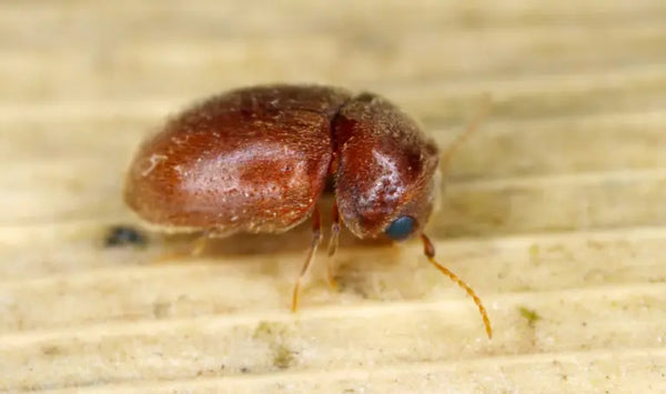 Tabakkäfer
