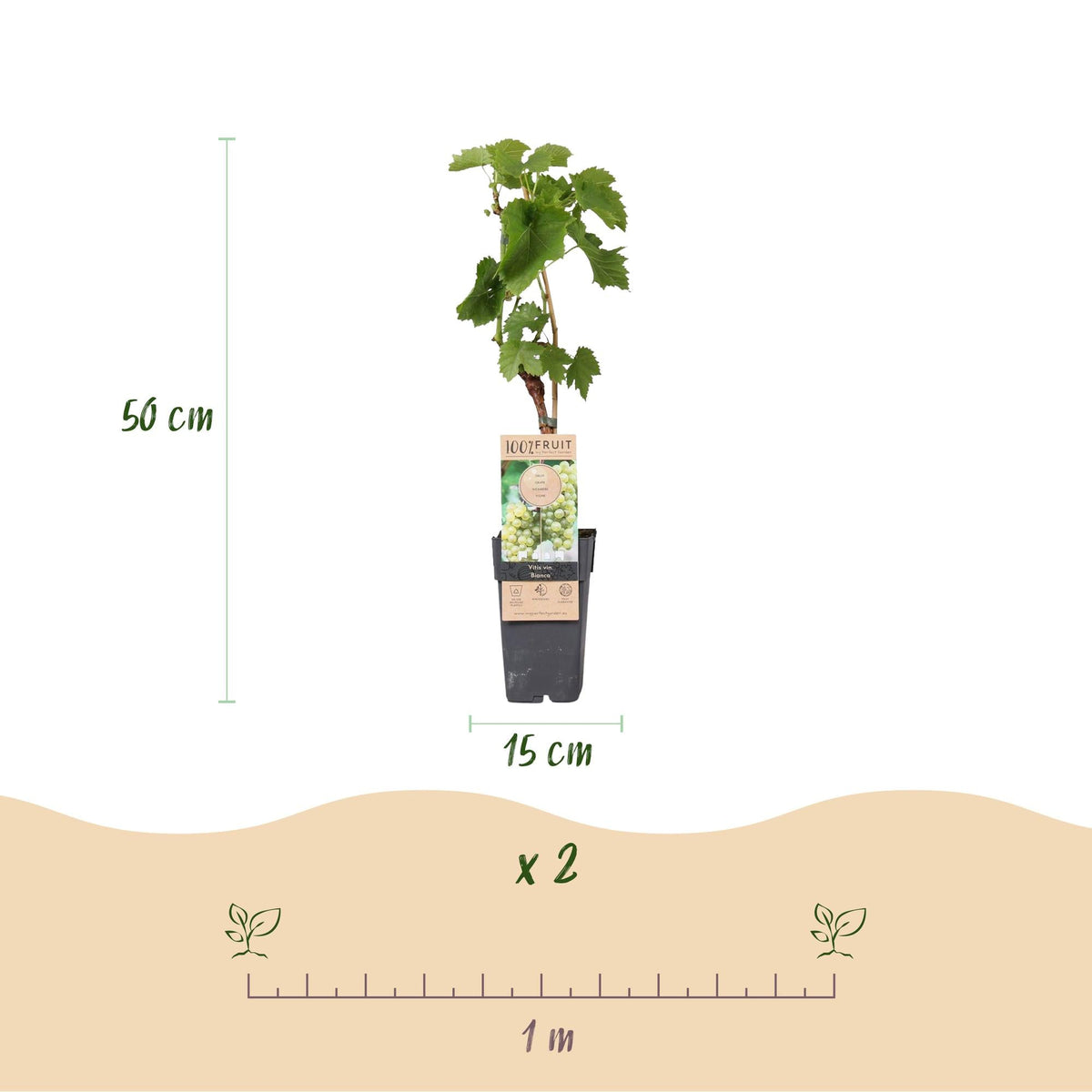 Tafeltraube ‘Bianca’ – weiße Sorte, 2 Pflanzen, 15 - cm Topf, 50 cm hoch - Green Guardia - Ihr Experte für Schädlinge und Pflanzen