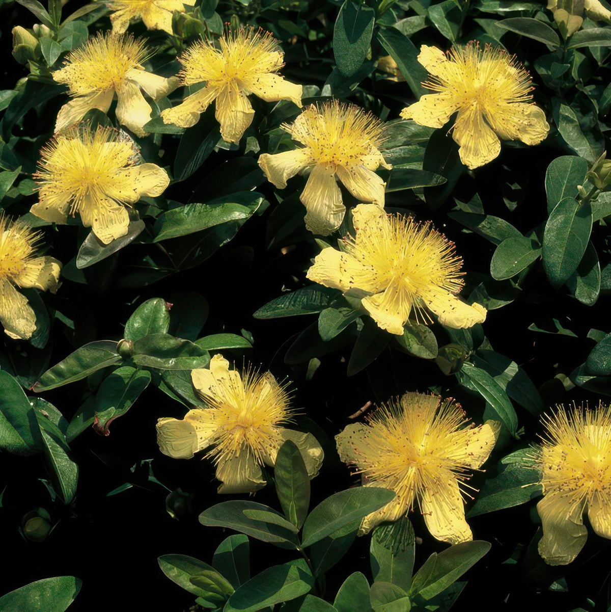Teppich - Johanniskraut (Hypericum calycinum) – flach wachsend, 9 cm Topf, 10–25 cm - Green Guardia - Ihr Experte für Schädlinge und Pflanzen