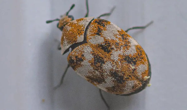 Teppichkäfer