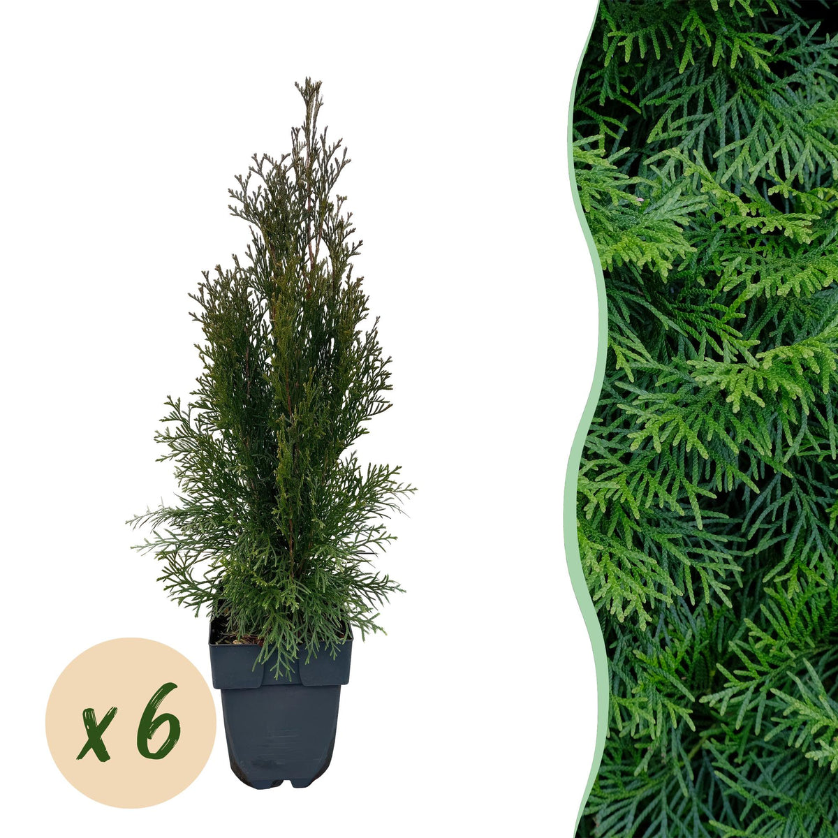 Thuja 'Smaragd' – immergrüne Heckenpflanze, 6 Pflanzen pro Meter, 17 - cm Topf, 60 cm Höhe - Green Guardia - Ihr Experte für Schädlinge und Pflanzen