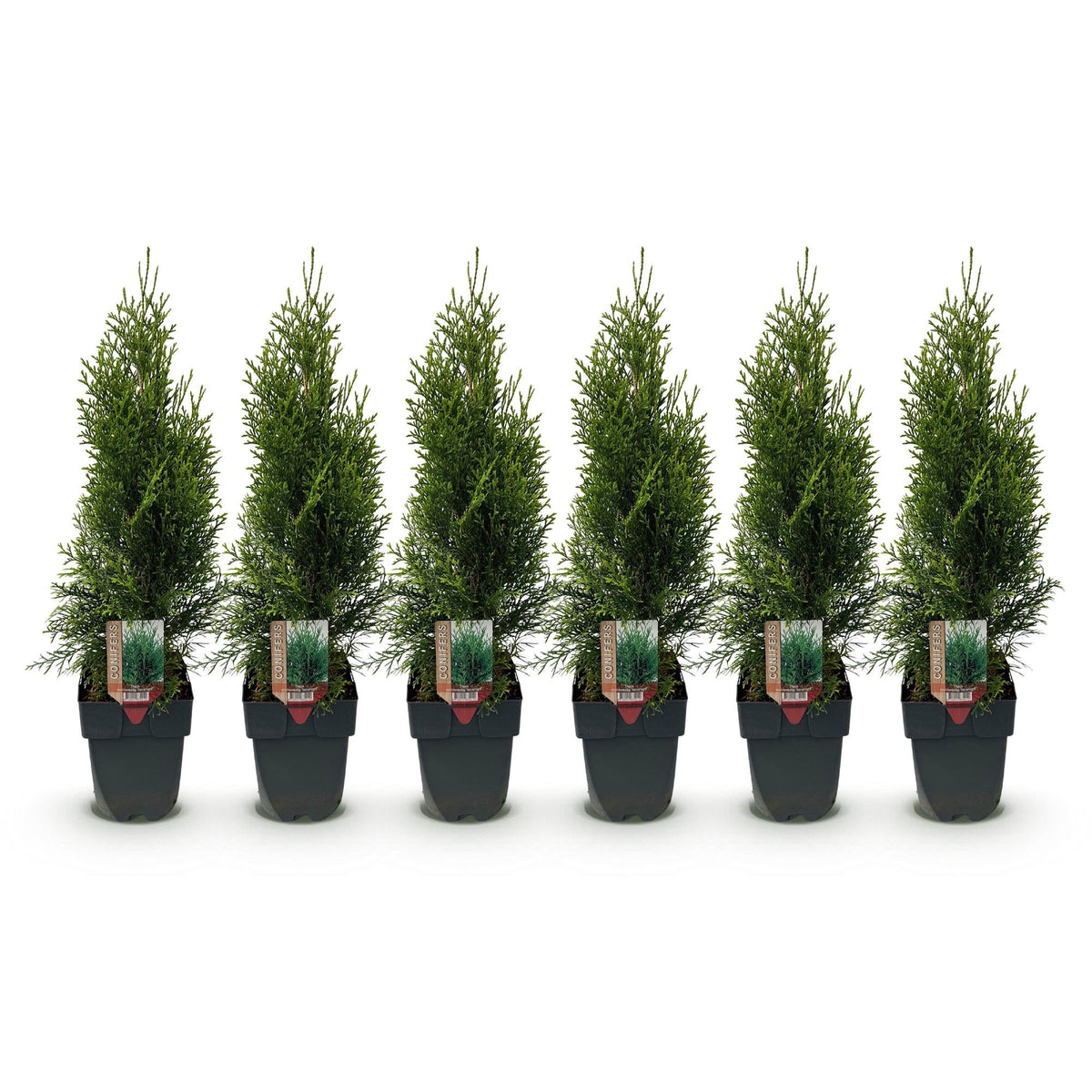 Thuja 'Smaragd' – immergrüne Heckenpflanze, 6 Pflanzen pro Meter, 17 - cm Topf, 60 cm Höhe - Green Guardia - Ihr Experte für Schädlinge und Pflanzen