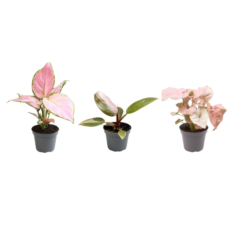 Syngonium Neon, Aglaonema Red Zirkon & Philodendron Pink Princess – 3 plants