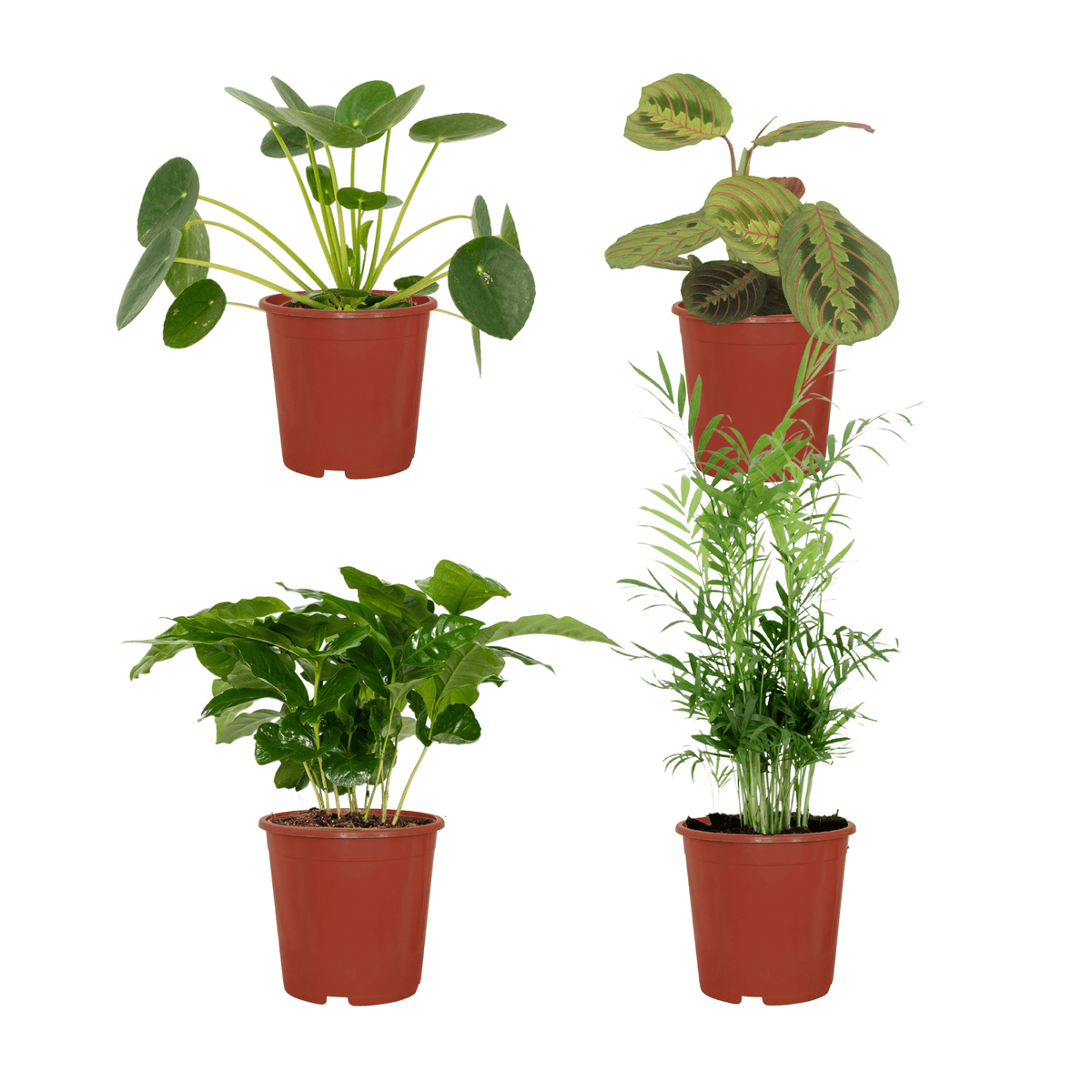 Tierfreundliche Pflanzenkiste – 4 Pflanzen – 12 cm Topf, ca. 20–40 cm hoch - Green Guardia - Ihr Experte für Schädlinge und Pflanzen