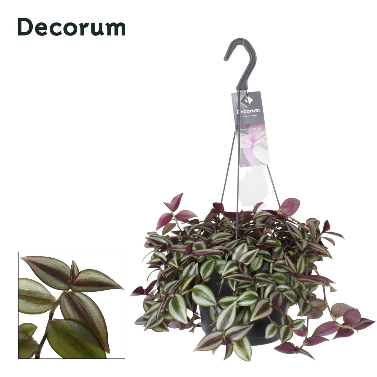 Tradescantia Zebrina ‘Purpusii’ – Wandersmann - 17 cm Topf, 30 cm hoch - Green Guardia - Ihr Experte für Schädlinge und Pflanzen