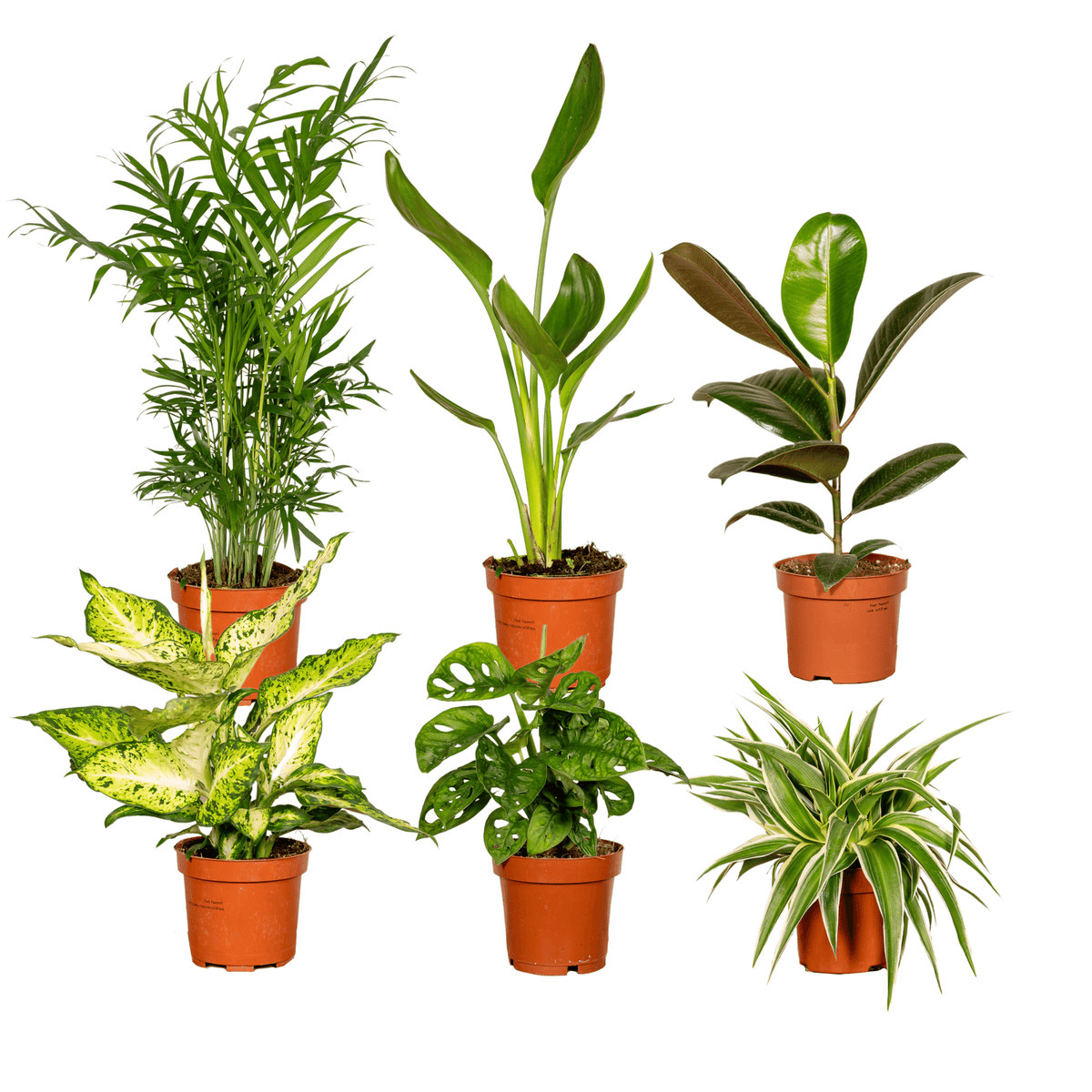 Überraschungsbox – Mix aus Zimmerpflanzen - 5 - 10 Pflanzen pro Set - Green Guardia - Ihr Experte für Schädlinge und Pflanzen
