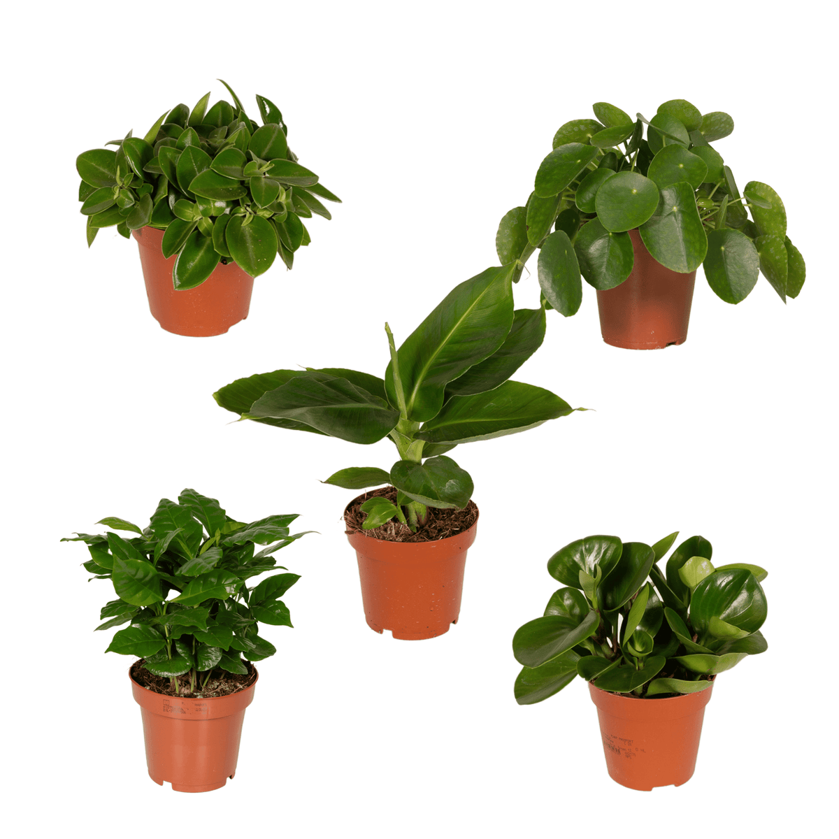 Überraschungsbox – Mix aus Zimmerpflanzen - 5 - 10 Pflanzen pro Set - Green Guardia - Ihr Experte für Schädlinge und Pflanzen
